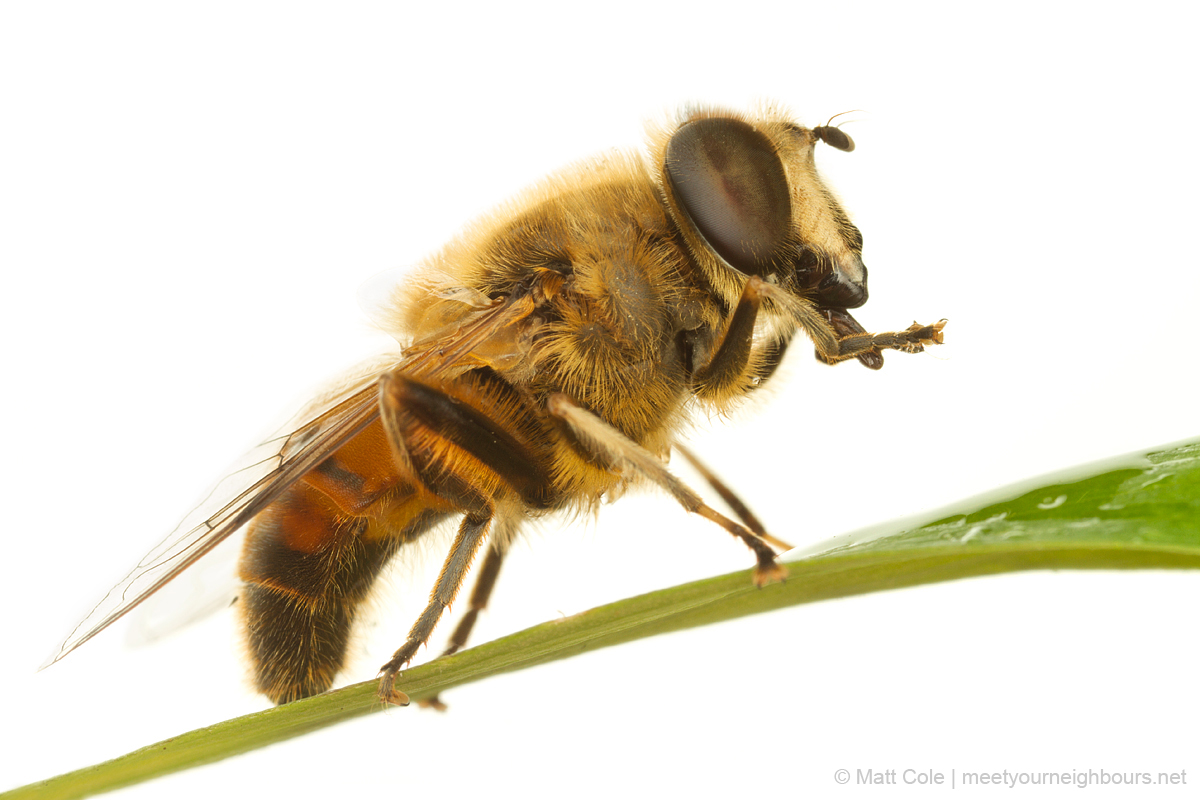 MYN Drone Fly - Eristalis species